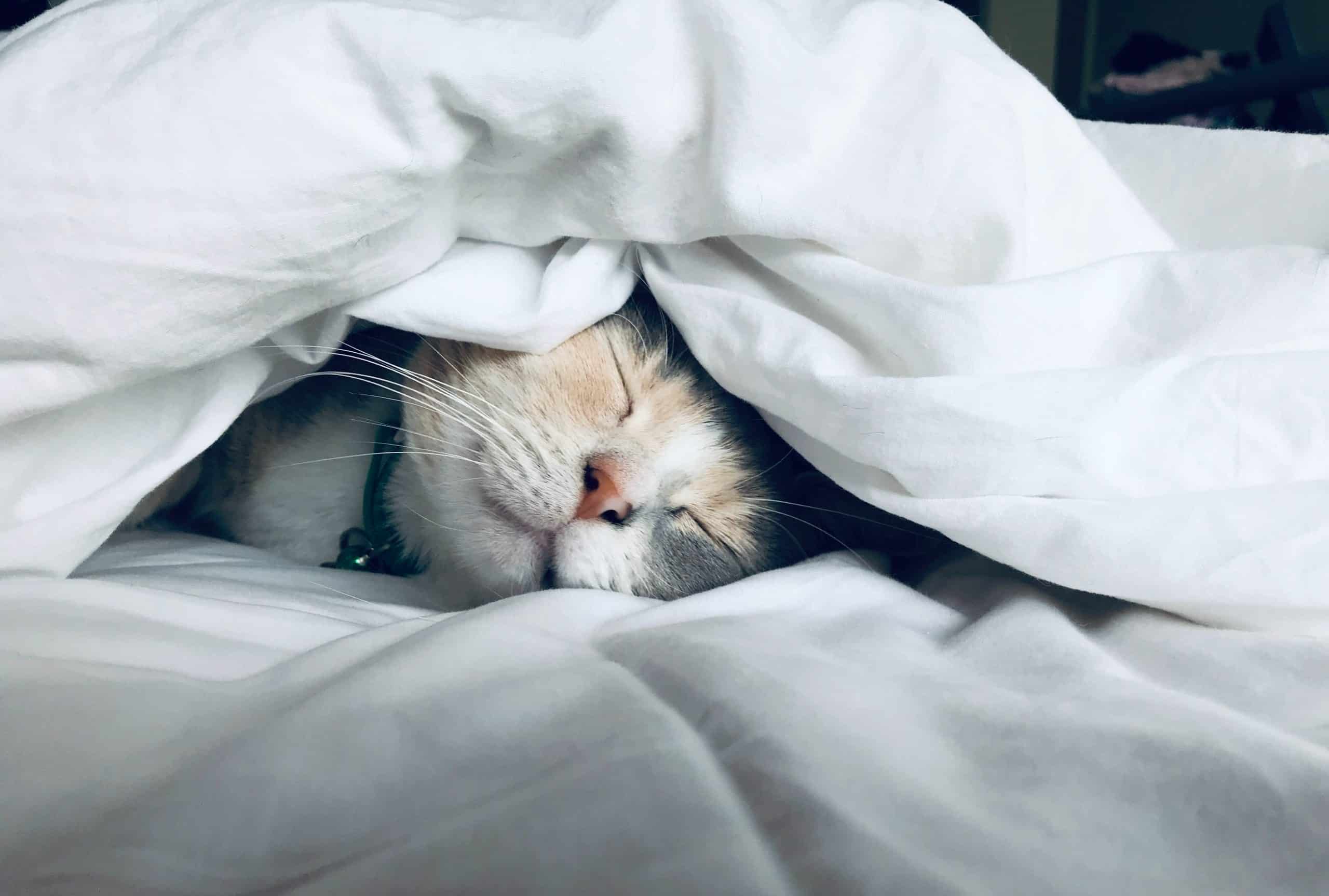 Dopere gatto che dorme sotto le coperte bianco, ambiente casalingo, fotografia di animali domestici, comfort e relax con gatti, immagini di affetto e tenerezza, prodotti per animali domestici, arredamento e decorazioni per la casa con stile, design di interni caldi e accoglienti, servizi di pet care e accessori per gatti.