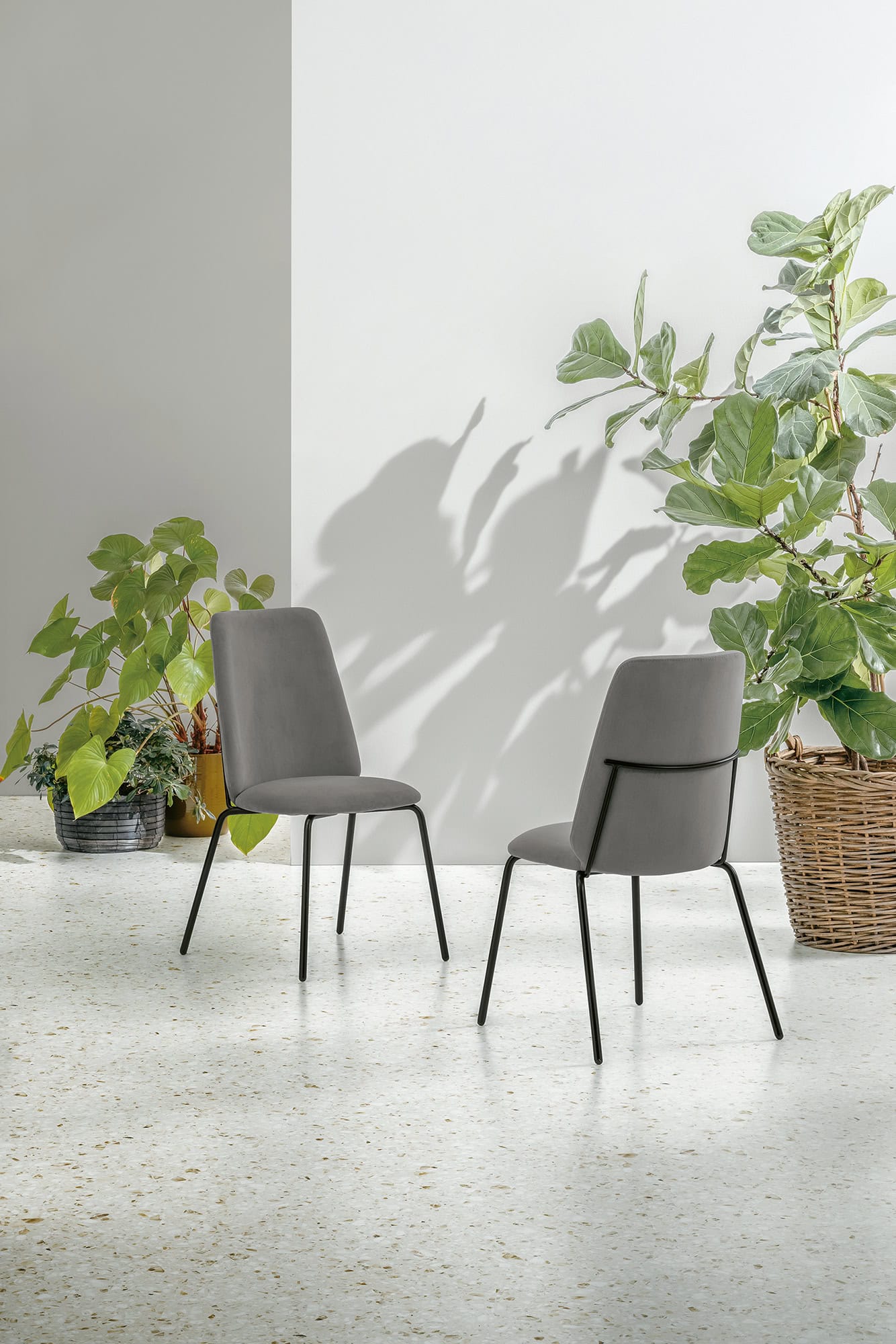 Due sedie EASY in tessuto grigio in un ambiente minimalista con piante verdi e luce naturale.